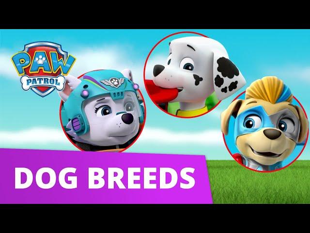 PAW Patrol Learn about Dog Breeds! - Learn with PAW Patrol - PAW Patrol Official & Friends