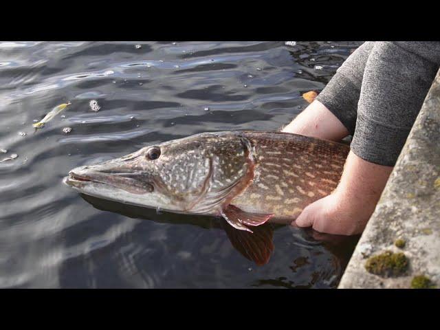 Massive 20lb Urban Canal Pike Ate My Dead RAT! PB!