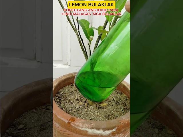 LEMON TREE #tutorialsvideo #gardening