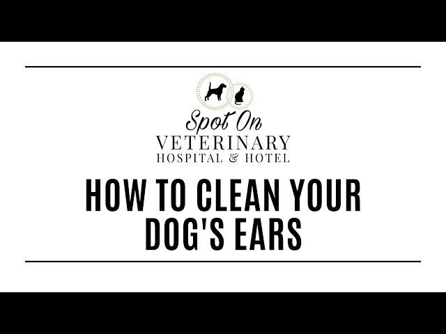 How to Clean Your Dog's Ears and Apply Ear Medication