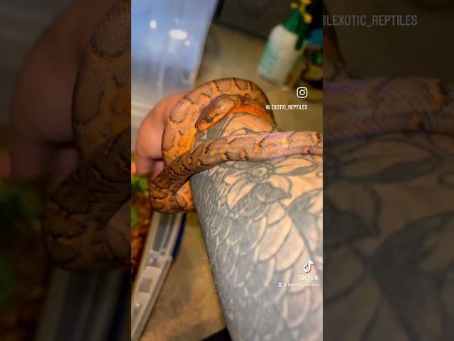 Beautiful Dominican Red Mountain Boa (DRMB)