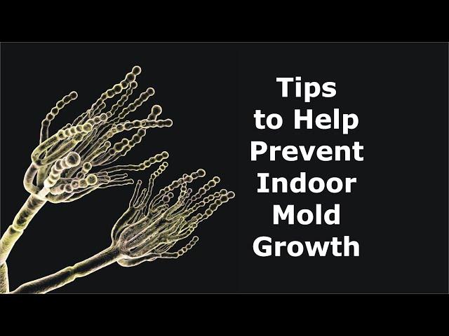 Tips to Help Prevent Indoor Mold Growth