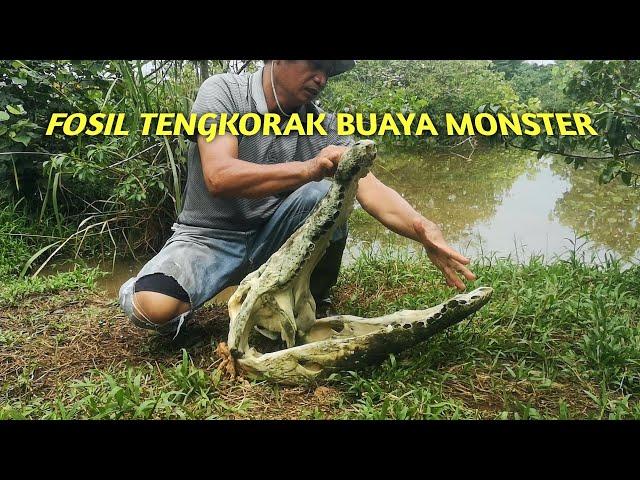 DITEMUKAN FOSIL TENGKORAK BUAYA RAKSASA.