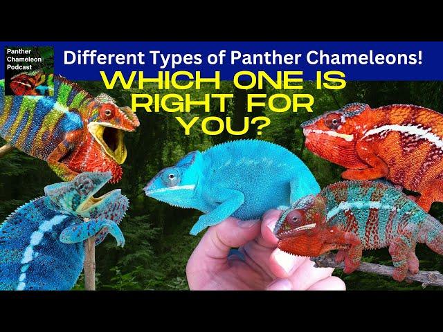 The Different Types of Panther Chameleons!