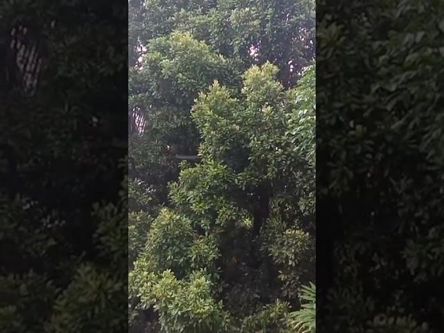 kebun cengkeh trenggalek munjungan