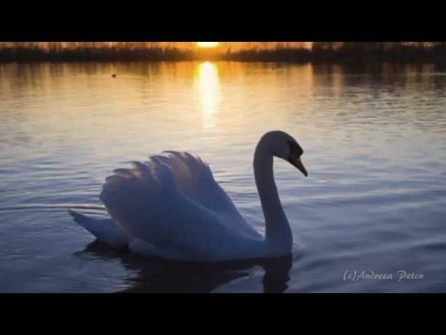 ELDAR MANSUROV - "Elegy - Requiem"