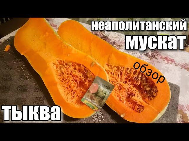 Видео-Обзор тыквы/ Сорт НЕАПОЛИТАНСКИЙ МУСКАТ/ #pumpkin #тыква #обзор #урожай