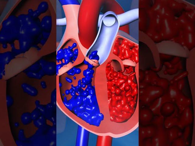 Human Heart Valves Function  #short #heartfunction