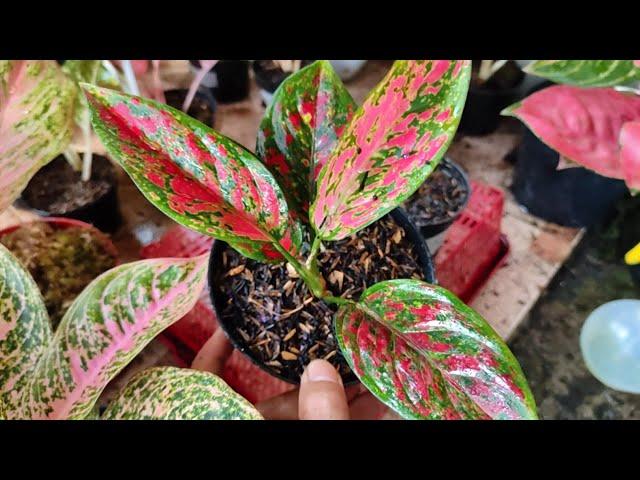 Your Aglaonema is Dying? Do this  Aglaonema Chinese Evergreen Plant Care