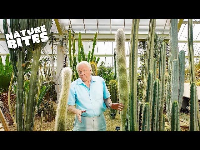 Exploring Nature's Marvels: David Attenborough Unveils the Desert Plants' Life Cycle |  Nature Bites