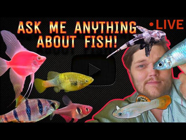 GO AHEAD. Ask Me Anything Fishy! NEW Fish, Trivia & A Lil' Aquarium Edu-muh-cation.