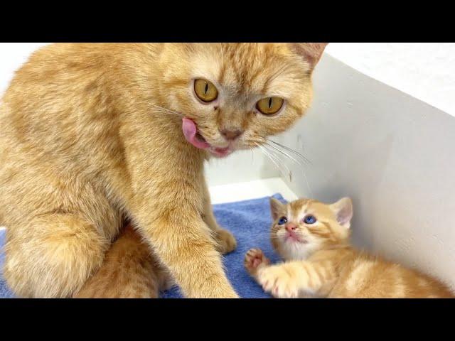 Mommy, I'm full, and now let's play! | The kitten is in a playful mood