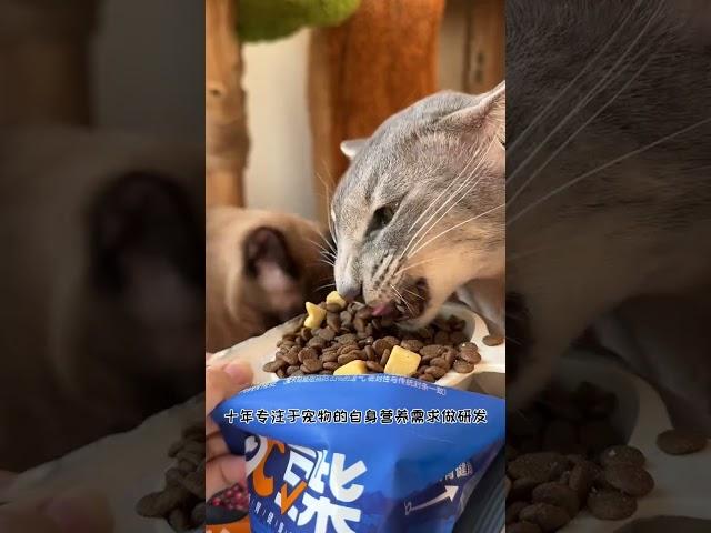 【#喵可酱】天呐!我居然接到了去喵可酱家喂猫的单子! #宅家治愈记 #万物可爱计划 #豆柴猫粮