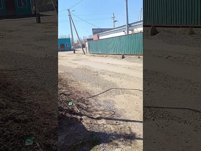 Көшеде шамалы итерді ️
