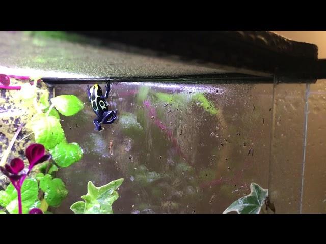 Dendrobates Tinctorius Robertus