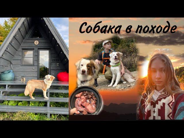 Поход в горы с собакой, поход с собакой, как хранить натуралку для собаки в походе)?