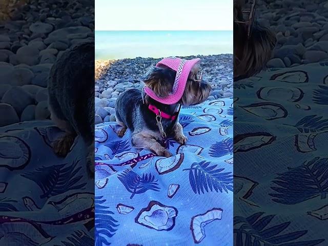 опять волны! #маленькаясобачка #йорк #york #море #beach #smalldog #sea