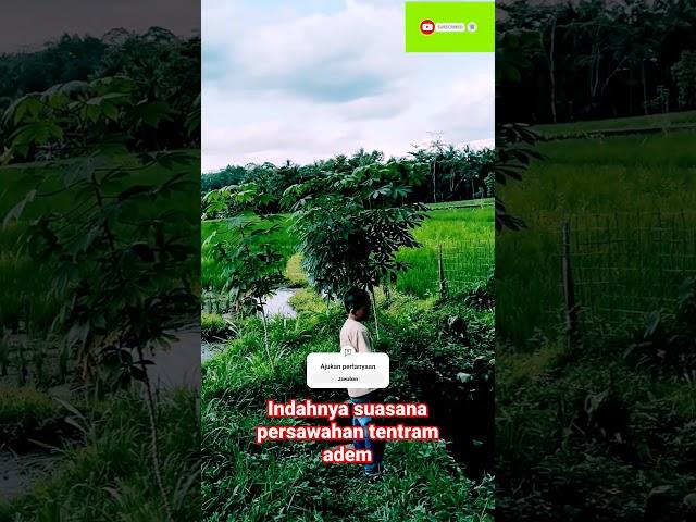 #pesawahan #pemandangan        #indah dan #sejuk