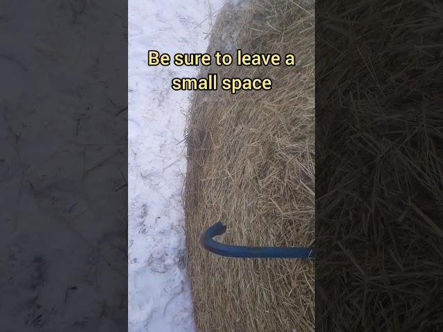 Moving a large round hay bale with a single draft horse