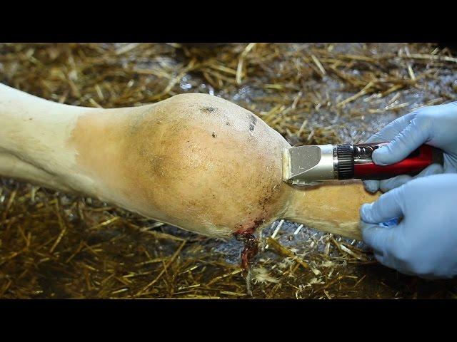 Ушиб и гематома сустава у коровы. Contusion and hematoma of the joint of the cow.