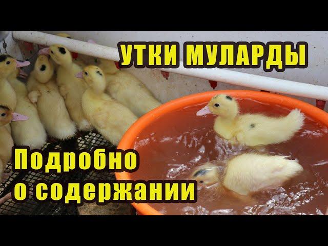 Утки - Муларды. Содержание. Весь цикл жизни.