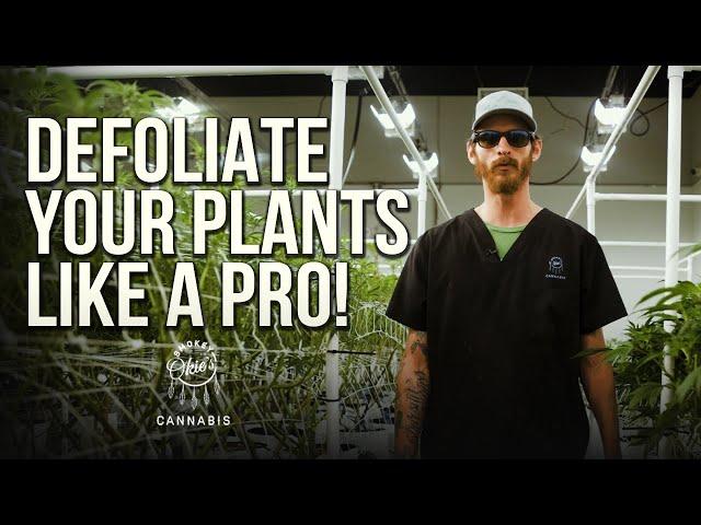 Defoliate your plants like a Pro | How to Grow Indoors with Smokey Okies Cannabis