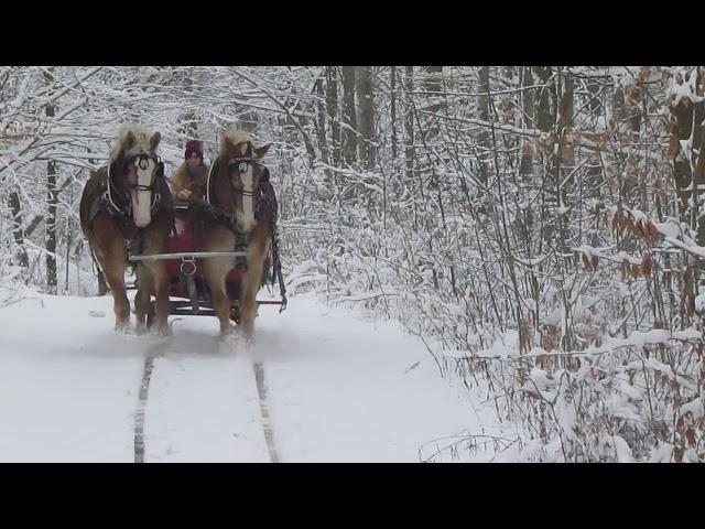 Snowy horse-drawn sleigh ride through the woods