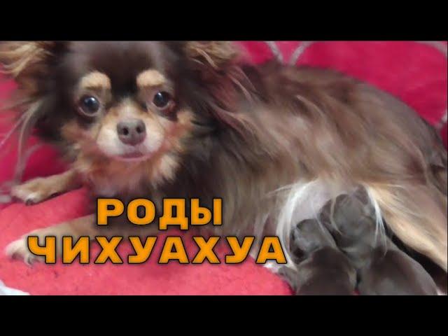 Роды у ЧИХУАХУА***ПОДРОБНО роды Собаки