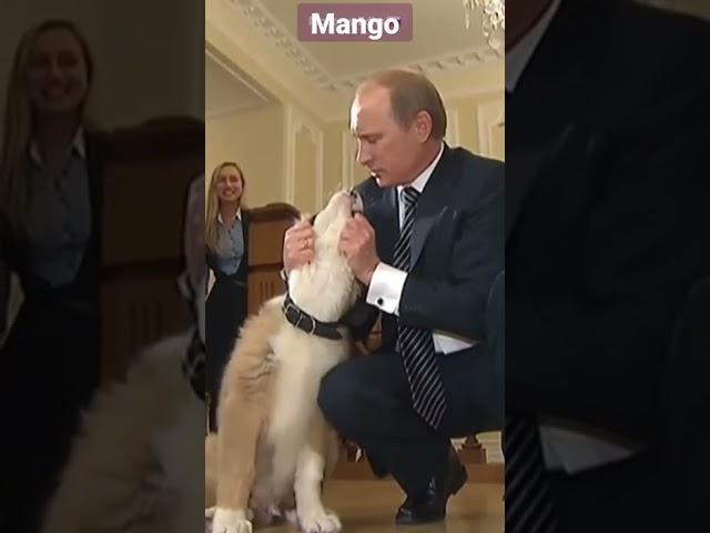 Putin's puppy"Buffy" Putin dog lover #russia #putin #chechen #moscow #kremlin #shorts