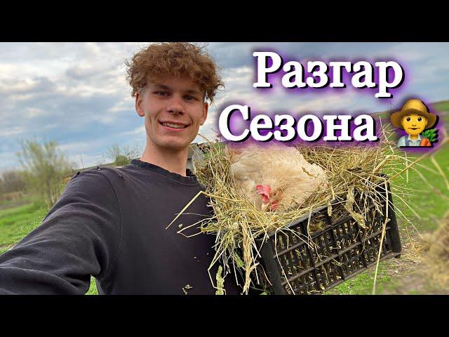 Тонем в делах в Деревне / Наседки на яйцах / Инкубация гусиных яиц / декоративный огород / Рассада