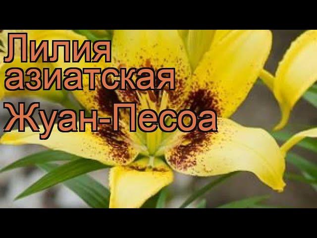 Лилия азиатская Жуан-Песоа (lilium joao pessoa)  обзор: как сажать, луковицы лилии Жуан-Песоа