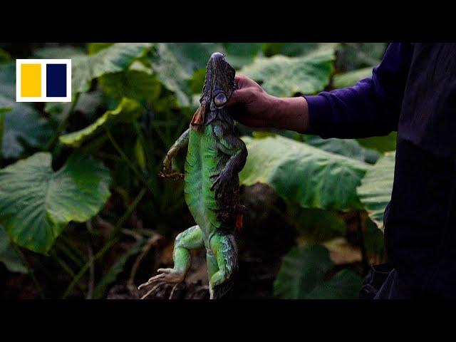 Taiwan bounty hunters kill invasive iguanas