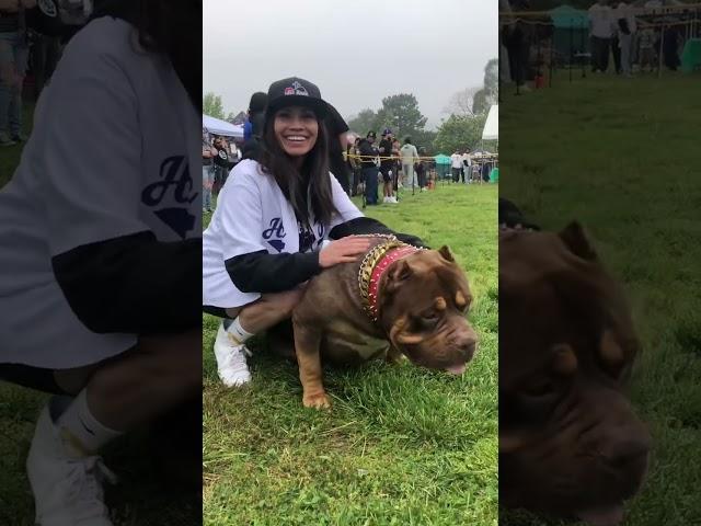 XL American Bullies #shorts #americanbully #dog