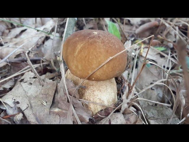 Белый гриб (Boletus aeretus) в июле растёт в тенистом лесу