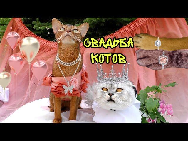 СВАДЬБА КОТА КЕВИНА И КИСЫ АРИЕЛЫ! УРА! КОТЫ ПОЖЕНИЛИСЬ