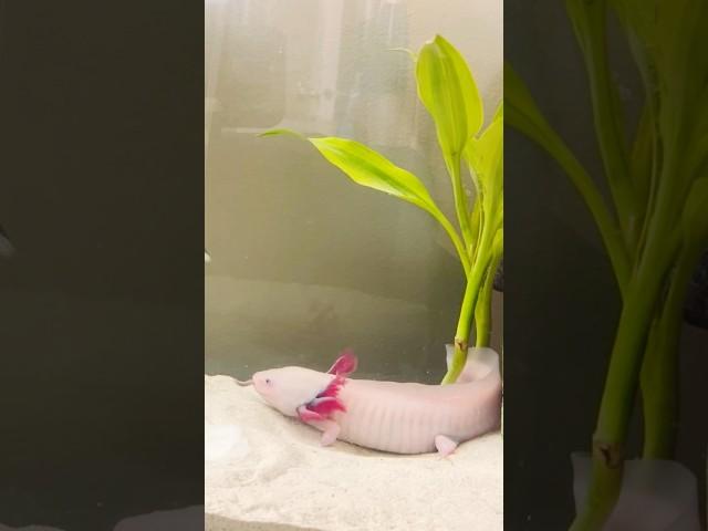 Feeding Axolotl Pinky worms. #axolotl