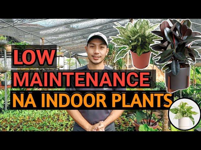 LOW MAINTENANCE INDOOR PLANTS AND HOW TO CARE FOR THEM