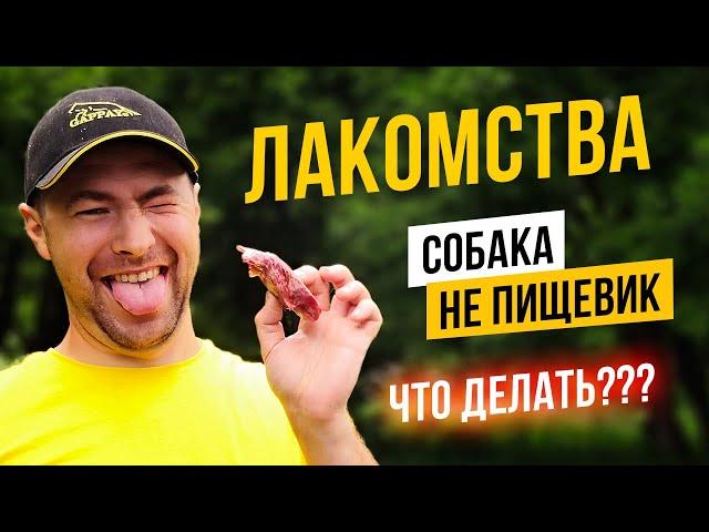 Собака не пищевик? 3 способа, как повысить пищевую мотивацию собаки.