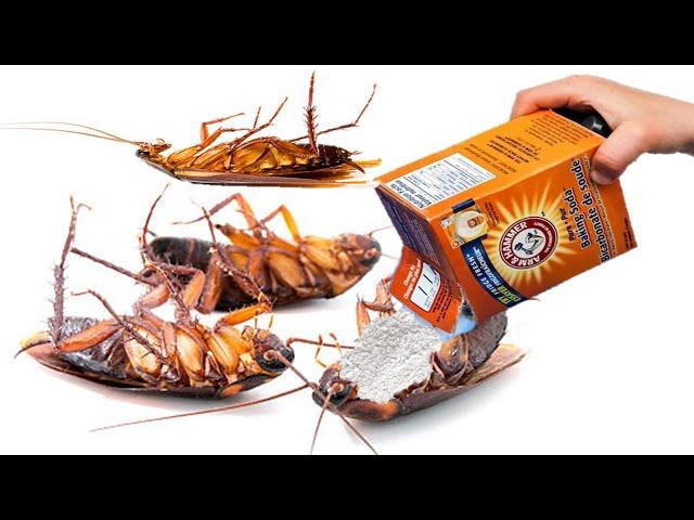 How to Get Rid of Cockroaches Naturally At Home: HOME REMEDIES