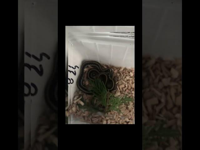 #Schlange #schlangen #shorts #schlangenunboxing #unboxing #terraristik #reptilien