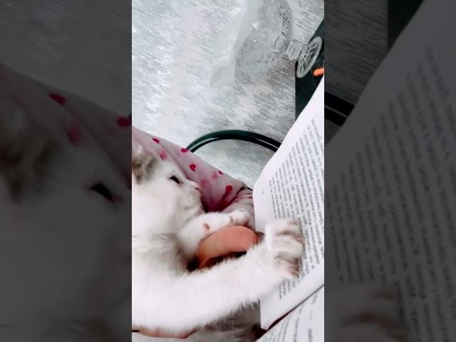 Ника и её любопытство тяга к знаниям 