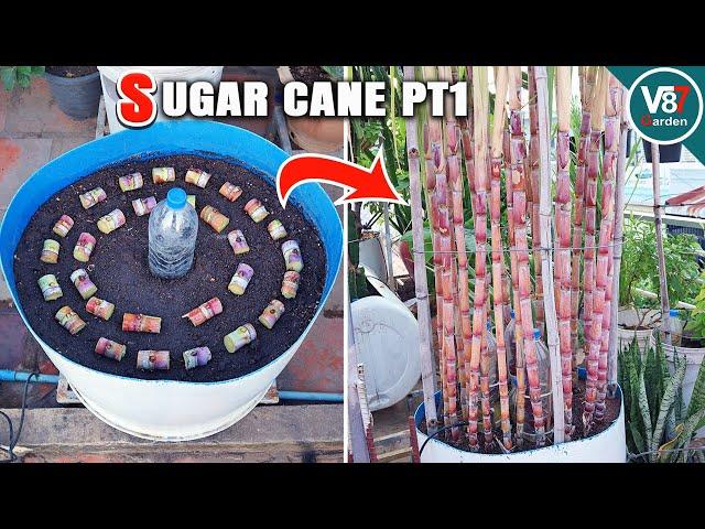 How to Successfully Grow Sugar Cane in Containers at Home: Step-by-Step Guide| Part 1