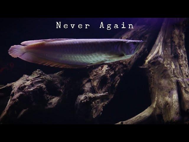 Why I Stopped Keeping Arowana Fish...