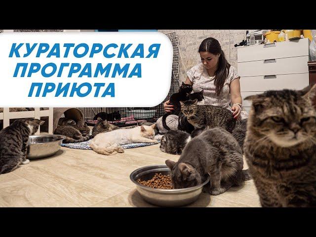 Как помочь бездомным кошкам? Кураторская программа приюта ЛИС.  Помощь бездомным животным