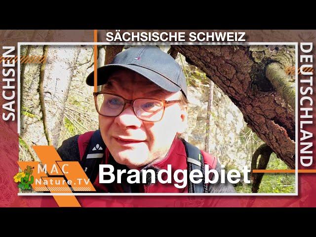 Hohnstein - Durch das Brandgebiet