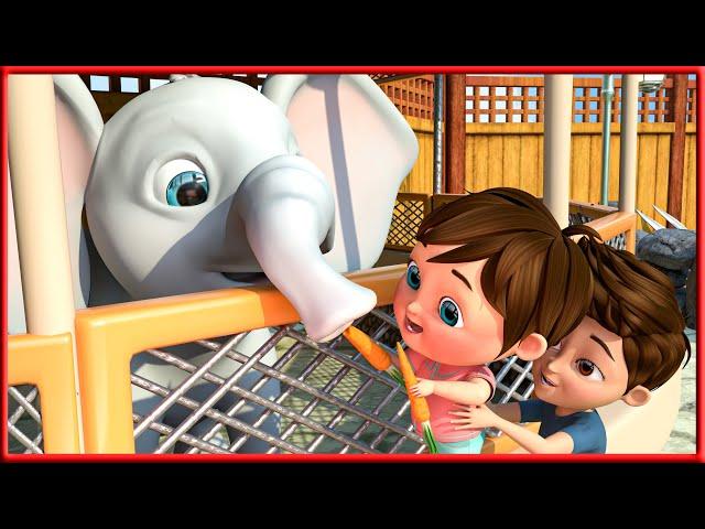 Zoo Anthem Singing with Animal Friends | Animal Kingdom Tune | Coco ABC Cartoon