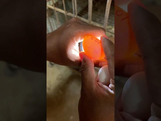 Fertile egg spotted! ️ Shifting the young one! #pigeon #kabootar #kabutar #kalapati #pigeonloft