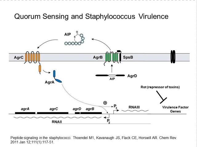 BIO204 Quorum Sensing Staphylococcus Aureus