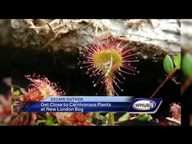 Escape Outside: Carnivorous plants