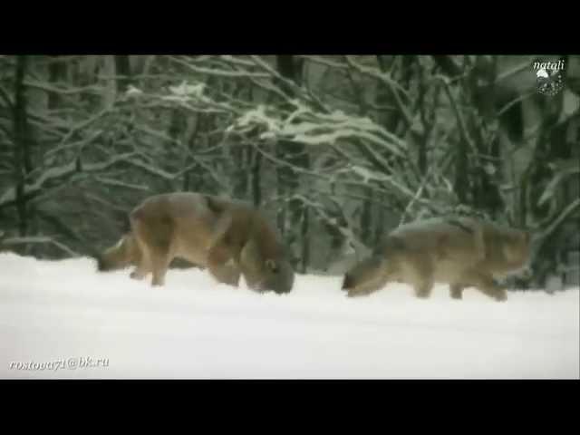 Волчонок. Азамат Исенгазен..